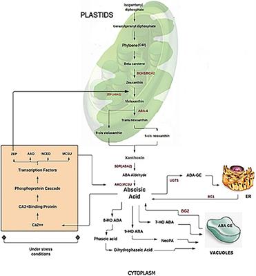 Abscisic Acid: Role in Fruit Development and Ripening